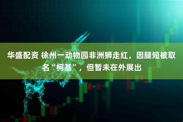 华盛配资 徐州一动物园非洲狮走红，因腿短被取名“柯基”，但暂未在外展出